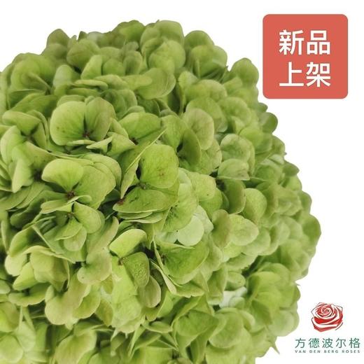 绣球-苹果绿 商品图0