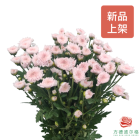 多头小菊 卡明浅粉