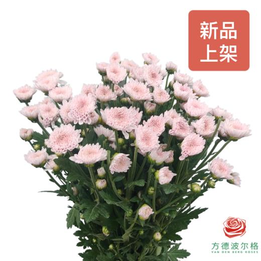 多头小菊 卡明浅粉 商品图0