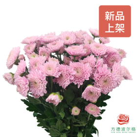 多头小菊 初心