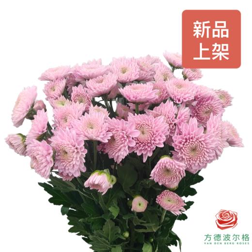 多头小菊 初心 商品图0