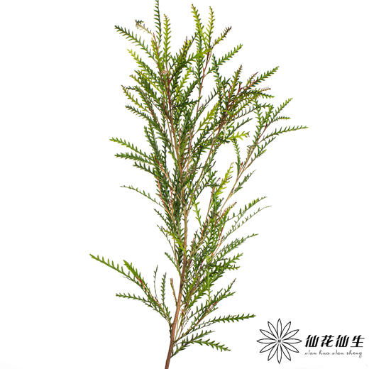 配花 | 羊齿 商品图2