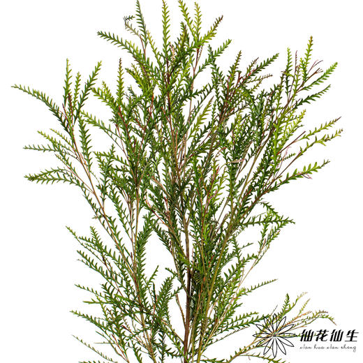 配花 | 羊齿 商品图3