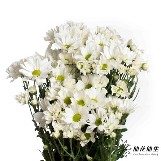 小菊 | 白玉 商品图3