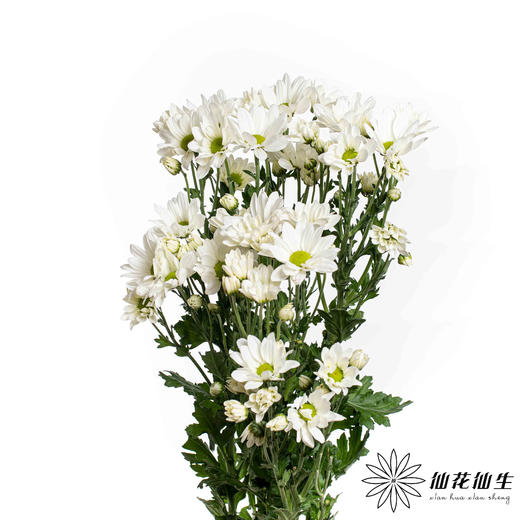 小菊 | 白玉 商品图2