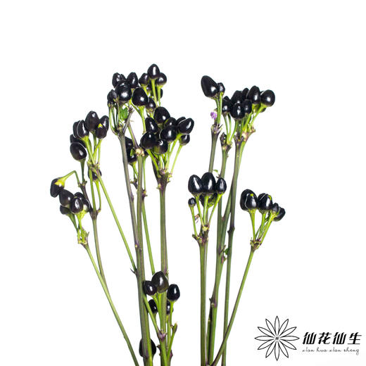 配果 | 小辣椒黑色 商品图3