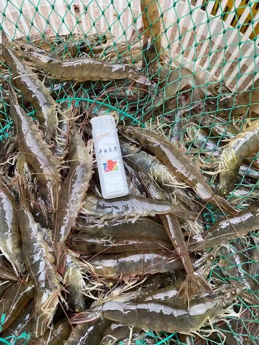 【复州湾盐田虾！下单发活冻虾】正宗高盐度复州湾盐场盐田虾黑皮虾，口感鲜甜味道好，半野生状态吃小鱼虾长大，深井净化高盐海水，孕妇小孩放心吃（散养状态，虾大小不均匀，前期个头偏小，介意慎拍） 商品图3