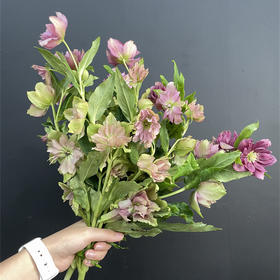 重瓣菟葵圣诞玫瑰一扎