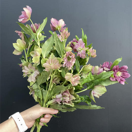 重瓣菟葵圣诞玫瑰一扎 商品图0