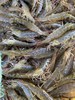 【复州湾盐田虾！下单发活冻虾】正宗高盐度复州湾盐场盐田虾黑皮虾，口感鲜甜味道好，半野生状态吃小鱼虾长大，深井净化高盐海水，孕妇小孩放心吃（散养状态，虾大小不均匀，前期个头偏小，介意慎拍） 商品缩略图4