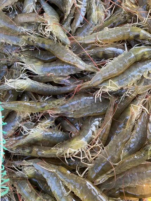 【复州湾盐田虾！下单发活冻虾】正宗高盐度复州湾盐场盐田虾黑皮虾，口感鲜甜味道好，半野生状态吃小鱼虾长大，深井净化高盐海水，孕妇小孩放心吃（散养状态，虾大小不均匀，前期个头偏小，介意慎拍） 商品图4