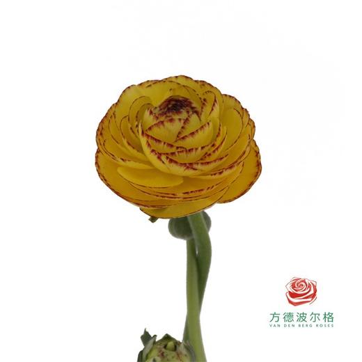 洋牡丹 花边黄色 商品图0