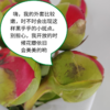 山东芍药 金带维 5枝一扎 商品缩略图5