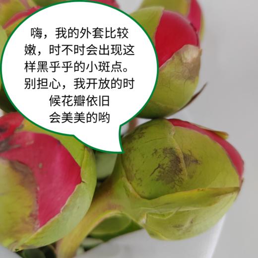 山东芍药 荣耀 5枝一扎 商品图0