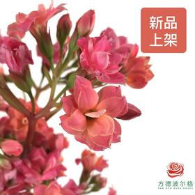 长寿花 粉色