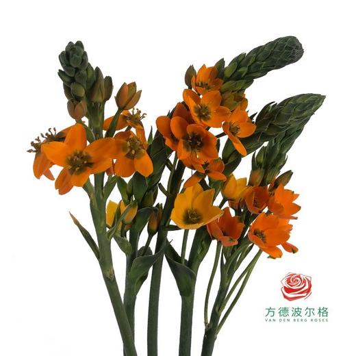 圣心百合 橙色 5枝一扎 商品图0