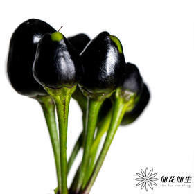 配果 | 小辣椒黑色