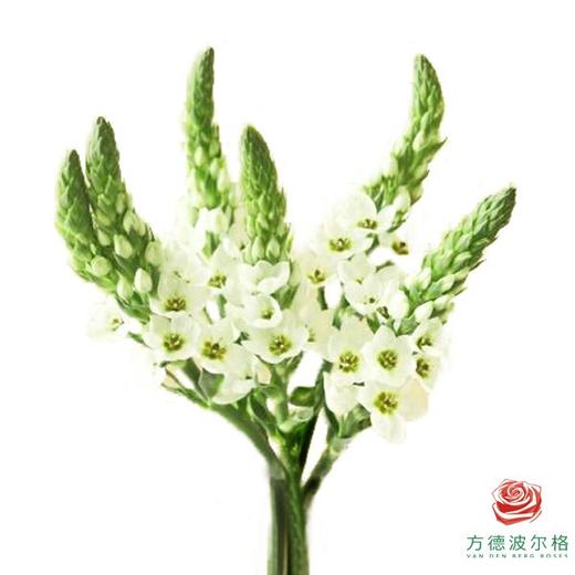 圣心百合 白色 5枝一扎 商品图0