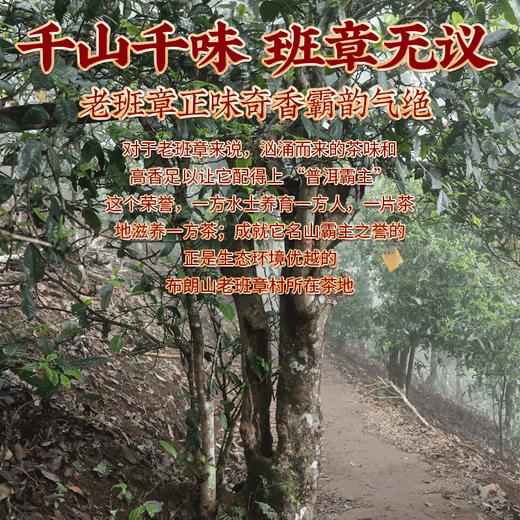 吉顺号老班章宫廷金芽茶饼云南七子饼茶熟普洱茶叶357g/饼 商品图6