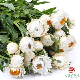 麦秆菊 白色