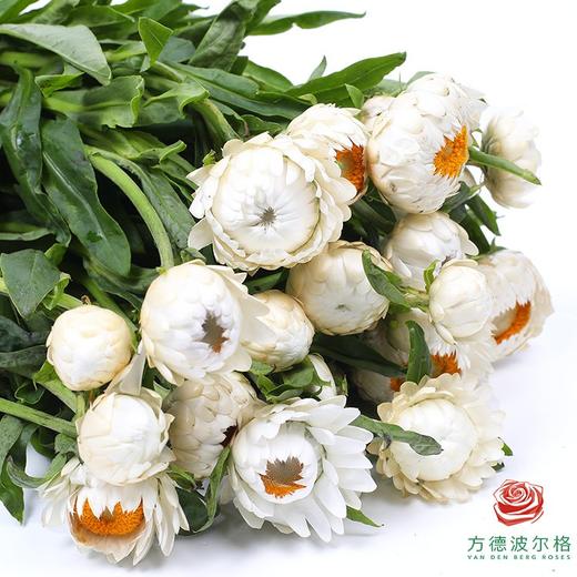 麦秆菊 白色 商品图0