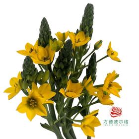 圣心百合 黄色 5枝一扎