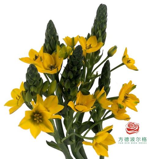 圣心百合 黄色 5枝一扎 商品图0