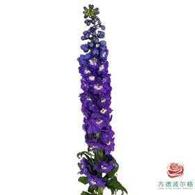 大飞燕 深紫50cm 不易掉花瓣