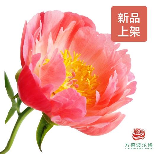 山东芍药 珊瑚落日 5枝一扎 商品图0