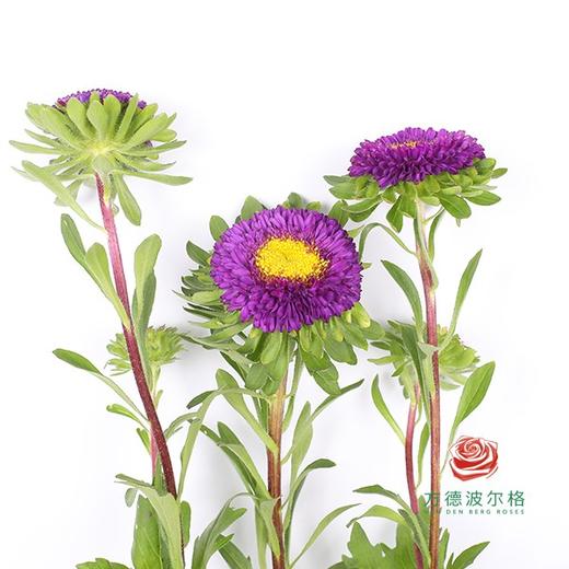 翠菊 深紫色 商品图0