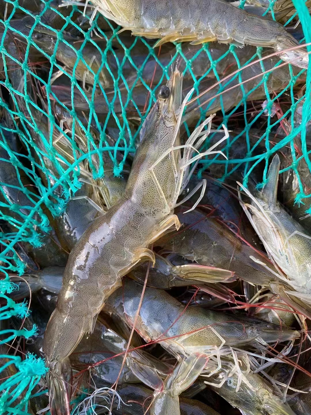 【复州湾盐田虾！下单发活冻虾】正宗高盐度复州湾盐场盐田虾黑皮虾，口感鲜甜味道好，半野生状态吃小鱼虾长大，深井净化高盐海水，孕妇小孩放心吃（散养状态，虾大小不均匀，前期个头偏小，介意慎拍）