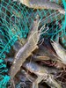 【复州湾盐田虾！下单发活冻虾】正宗高盐度复州湾盐场盐田虾黑皮虾，口感鲜甜味道好，半野生状态吃小鱼虾长大，深井净化高盐海水，孕妇小孩放心吃（散养状态，虾大小不均匀，前期个头偏小，介意慎拍） 商品缩略图0