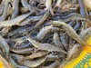 【复州湾盐田虾！下单发活冻虾】正宗高盐度复州湾盐场盐田虾黑皮虾，口感鲜甜味道好，半野生状态吃小鱼虾长大，深井净化高盐海水，孕妇小孩放心吃（散养状态，虾大小不均匀，前期个头偏小，介意慎拍） 商品缩略图1