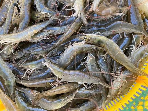 【复州湾盐田虾！下单发活冻虾】正宗高盐度复州湾盐场盐田虾黑皮虾，口感鲜甜味道好，半野生状态吃小鱼虾长大，深井净化高盐海水，孕妇小孩放心吃（散养状态，虾大小不均匀，前期个头偏小，介意慎拍） 商品图1