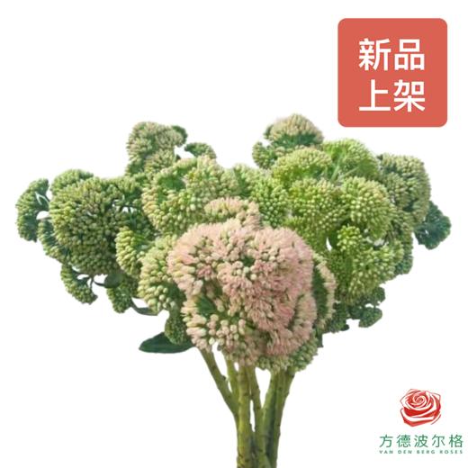 景天-粉色 商品图0