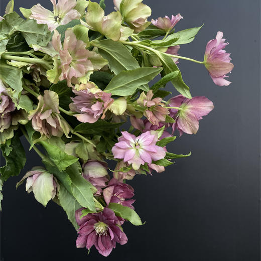 重瓣菟葵圣诞玫瑰一扎 商品图4