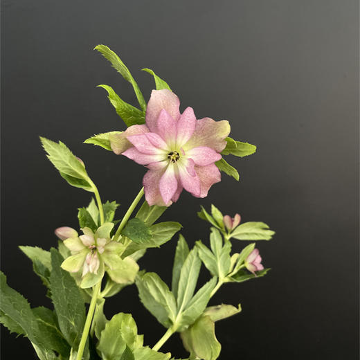 重瓣菟葵圣诞玫瑰一扎 商品图3