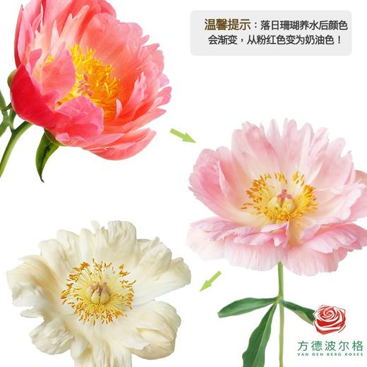 山东芍药 珊瑚落日 5枝一扎 商品图1