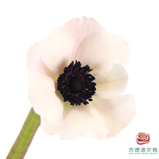 银莲花 双色（30厘米） 商品图2