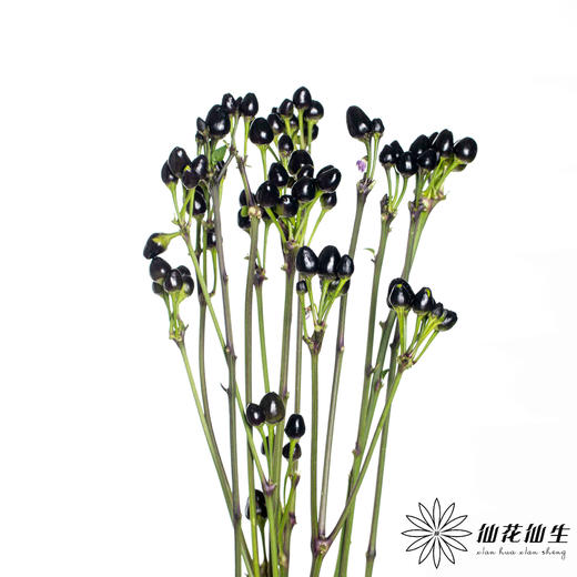 配果 | 小辣椒黑色 商品图2
