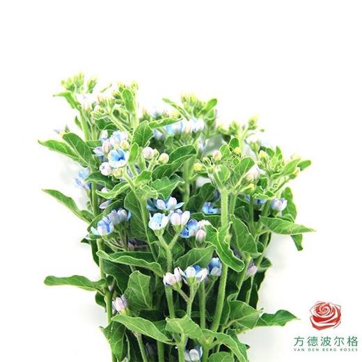 蓝星花 蓝色 商品图0