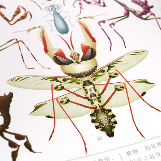 奇想国：虫儿飞：指尖上的昆虫博物馆 商品图4
