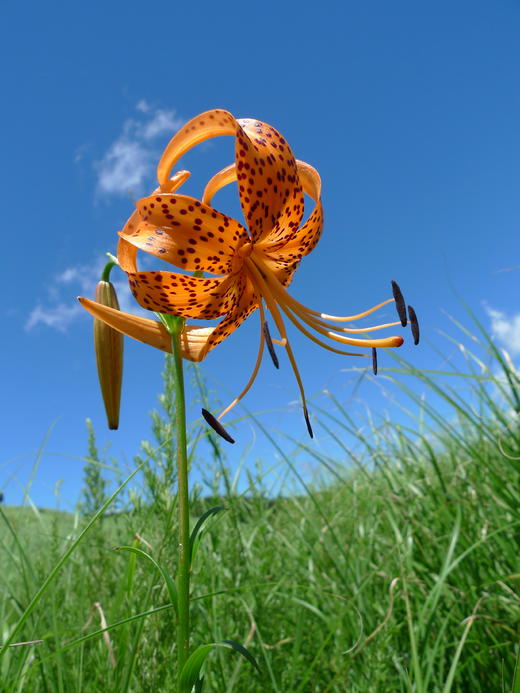 花卡读心术 商品图1