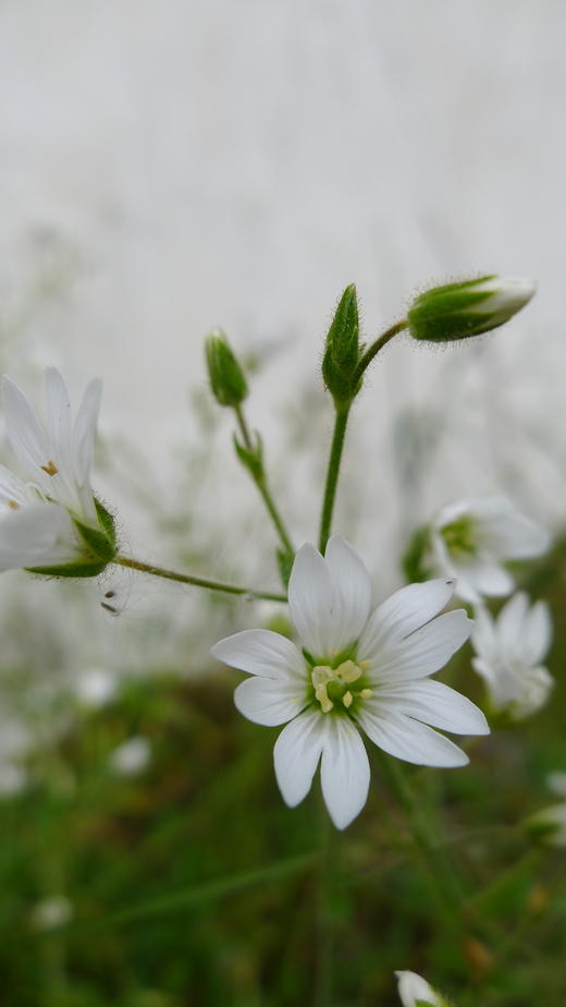 花卡读心术 商品图3