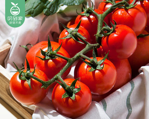 电白串茄小番茄（450g±30g/盒） 商品图1