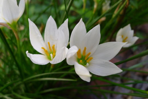 花卡读心术 商品图2