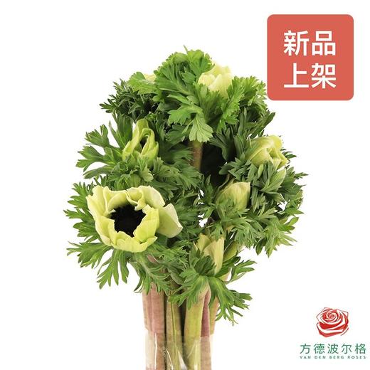 银莲花 白色（30厘米） 商品图0