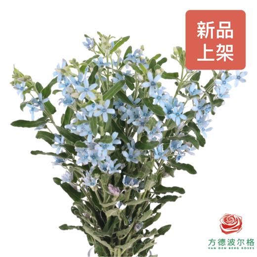 蓝星花 尖瓣蓝色 商品图0