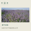 「课程·单方油」XIANGQI 香憩︱真实薰衣草精油 5ml/瓶 商品缩略图1