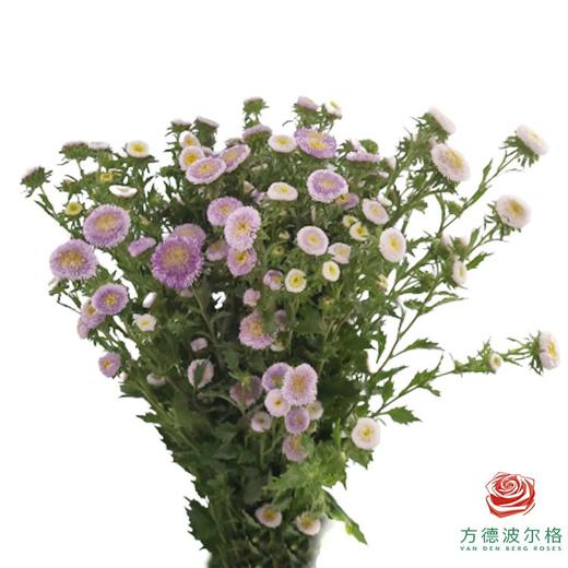 翠菊 双色马卡龙 颜色随机 商品图0